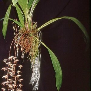 Gongora irmgardiae orchidee bloem met paarse en gele kleuren.