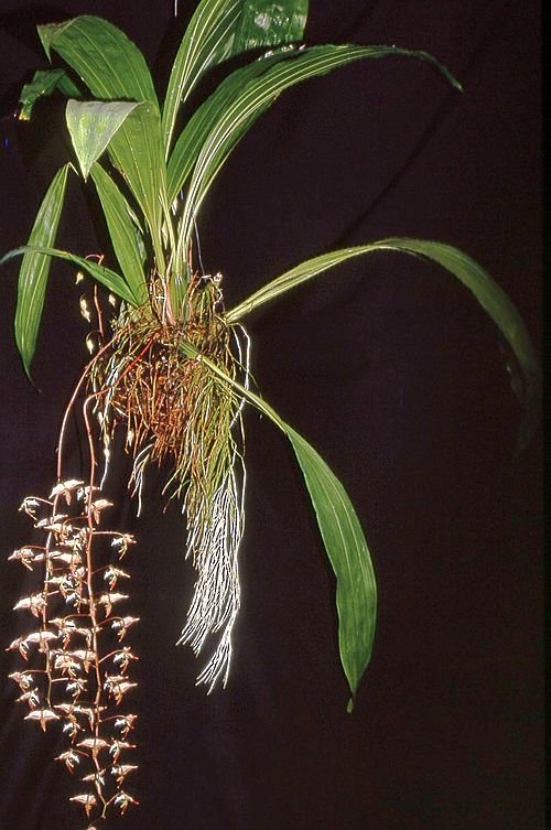 Gongora irmgardiae orchidee bloem met paarse en gele kleuren.
