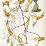 Gongora maculata orchidee met witte en paarse bloem, groene bladeren.