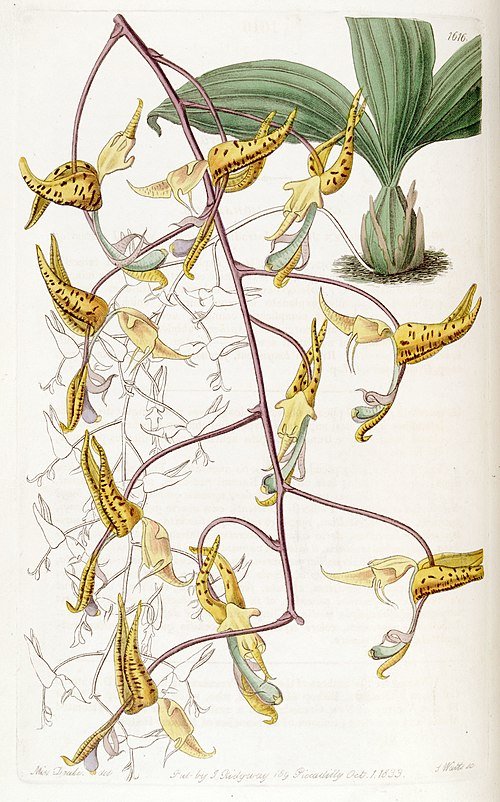 Gongora maculata orchidee met witte en paarse bloem, groene bladeren.