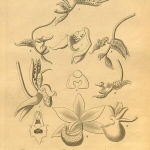 Mormodes aromatica orchideeën in kleurrijke bloei.