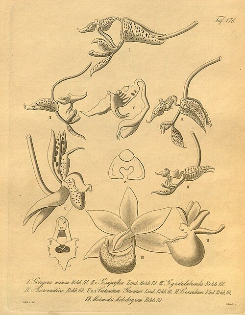 Mormodes aromatica orchideeën in kleurrijke bloei.