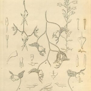 Notylia pentachne orchidee met groene en paarse strepen op witte achtergrond.