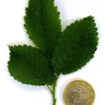 Dwergvormige groenblijvende Ulmus minor 'Goodyeri' boom met gevlekt blad.