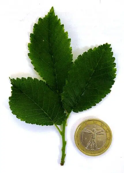 Dwergvormige groenblijvende Ulmus minor 'Goodyeri' boom met gevlekt blad.