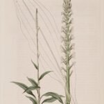 Witte bloeiende Goodyera procera orchidee met groene bladeren.