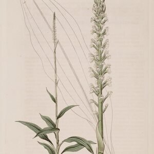 Witte bloeiende Goodyera procera orchidee met groene bladeren.