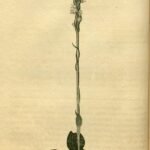 Zeldzame orchideeënachtige plant met groene bladeren en witte bloemen.