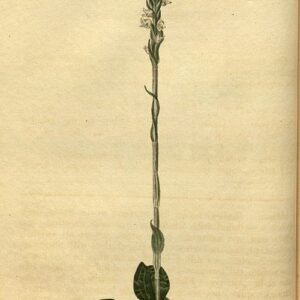 Zeldzame orchideeënachtige plant met groene bladeren en witte bloemen.