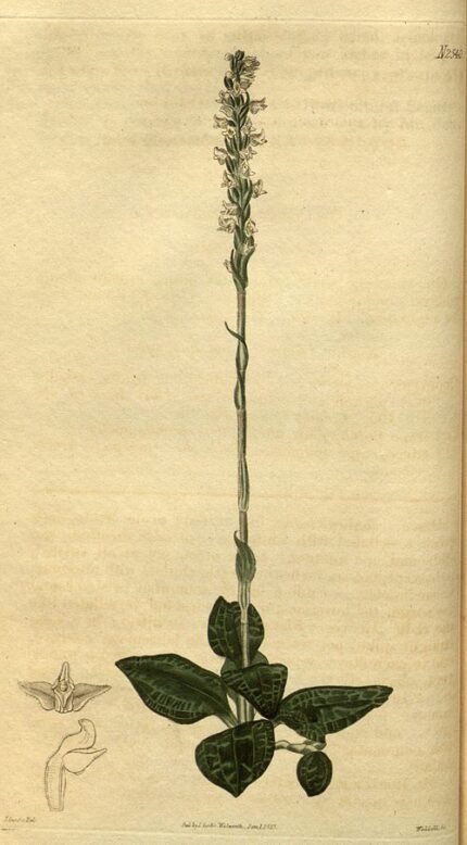Zeldzame orchideeënachtige plant met groene bladeren en witte bloemen.