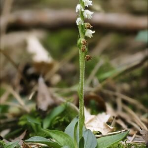 Winterharde Goodyerinae plant met groen-witte bladeren op kleigrond.