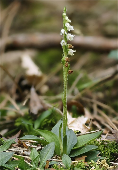 Winterharde Goodyerinae plant met groen-witte bladeren op kleigrond.