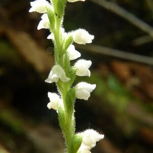 Green and white patterned Goodyera tesselata orchid leaf on dark background.