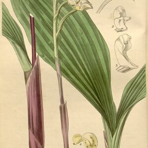 Govenia utriculata orchidee met gele bloemen en groene bladeren in botanische illustratiestijl.