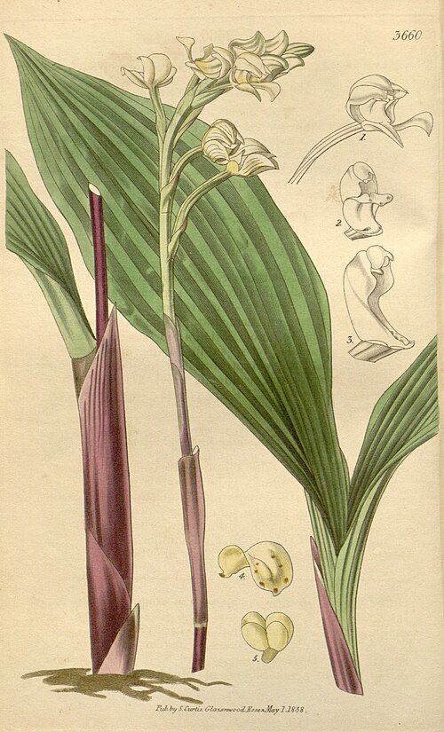 Govenia utriculata orchidee met gele bloemen en groene bladeren in botanische illustratiestijl.