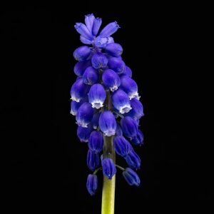 Paarse druifhyacint bloemen in close-up weergave.