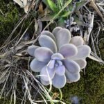 Purple Graptopetalum amethystinum succulent with silver leaves in rosette growth.