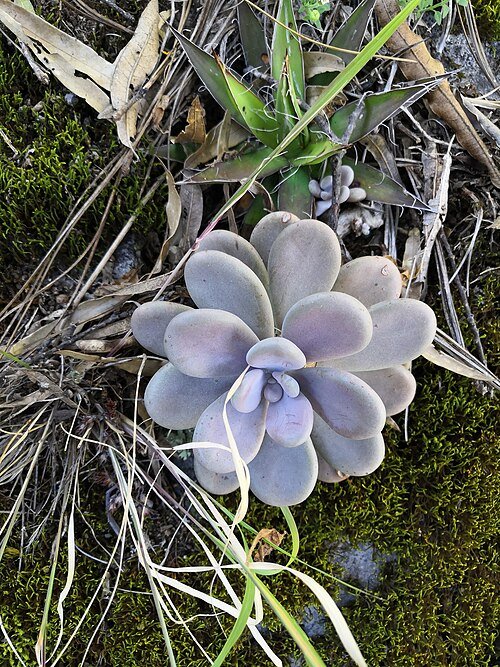 Purple Graptopetalum amethystinum succulent with silver leaves in rosette growth.