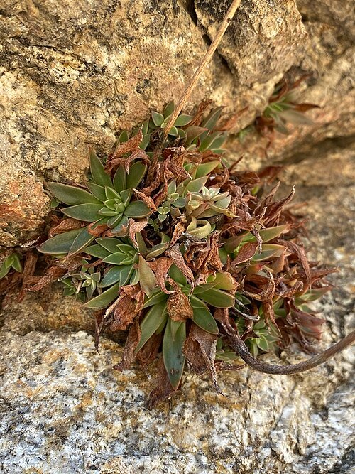 Graptopetalum Rusbyi vetplant met rozetten van bleekgroene bladeren met roze tinten, groeiend in een pot.