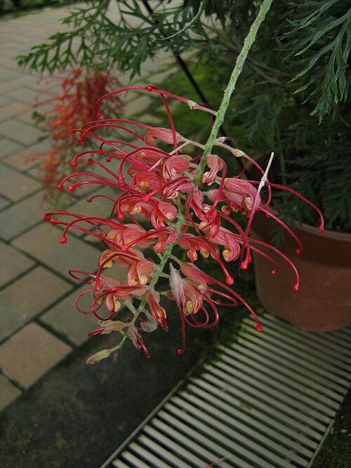Vivid Grevillea 'Robyn Gordon' bloem in rood en geel met groene bladeren.