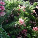 Dutch Alt Text: Grevillea lanigera 'Mt Tamboritha' bloemen in lichtroze en geel tegen groene bladeren.