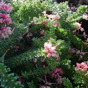 Dutch Alt Text: Grevillea lanigera 'Mt Tamboritha' bloemen in lichtroze en geel tegen groene bladeren.