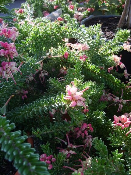 Dutch Alt Text: Grevillea lanigera 'Mt Tamboritha' bloemen in lichtroze en geel tegen groene bladeren.