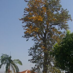 Australische zilvereik met zonlicht filtering door bladeren.