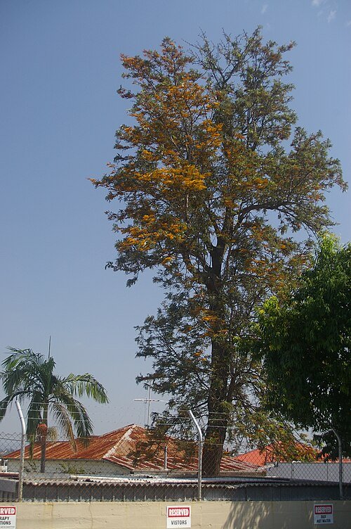 Australische zilvereik met zonlicht filtering door bladeren.