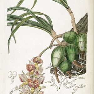 Grobya orchidee in paars en geel, bloeiend op kleigrond.