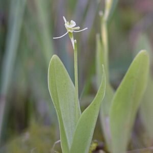 Groenknolorchis bloem met groene bladeren in natuurlijke omgeving.