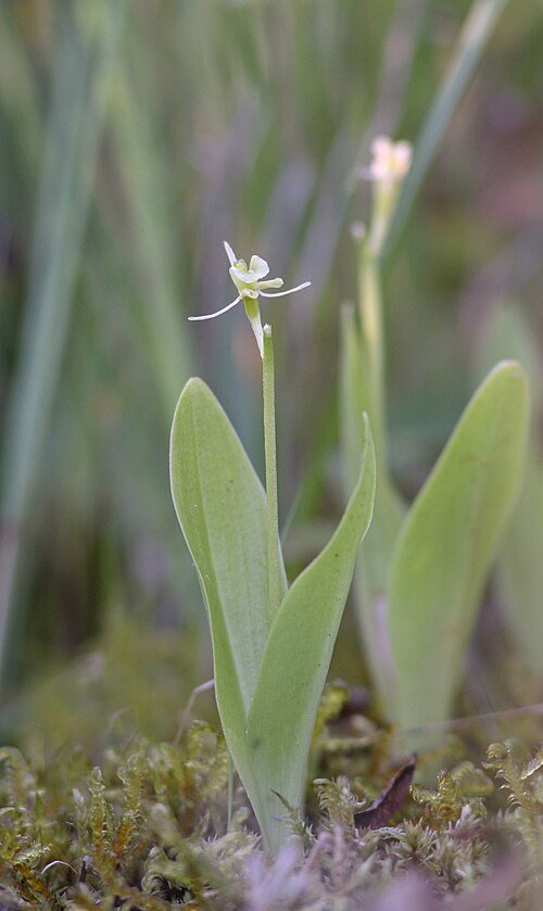 Groenknolorchis bloem met groene bladeren in natuurlijke omgeving.