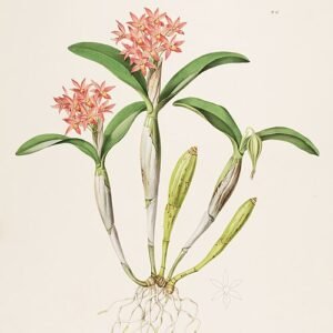 Oranje en gele Guarianthe orchidee bloemen op groene stengel.