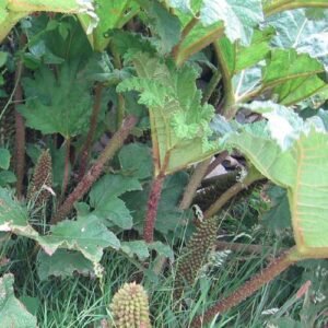 Gunnera tinctoria bladclose-up in schaduwrijke omgeving.
