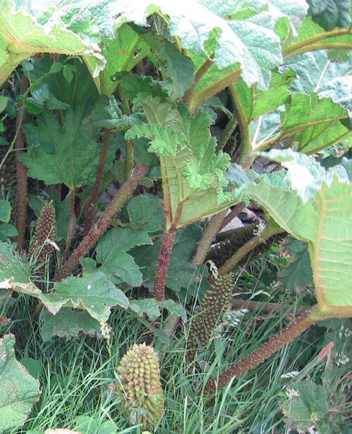 Gunnera tinctoria bladclose-up in schaduwrijke omgeving.