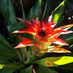 Guzmania lingulata plant met rode bloeiwijze op bergachtergrond.