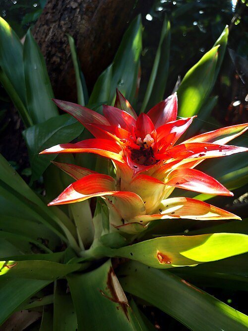 Guzmania lingulata plant met rode bloeiwijze op bergachtergrond.
