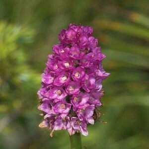 Gymnadenia ×chanousiana orchideeën in bloeiende natuurlijke omgeving.