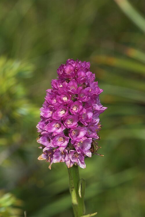 Gymnadenia ×chanousiana orchideeën in bloeiende natuurlijke omgeving.