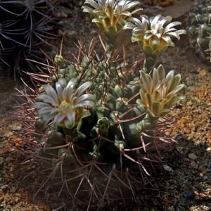 Gymnocalycium bodenbenderianum cactus met korte stekels en roze bloemknop.