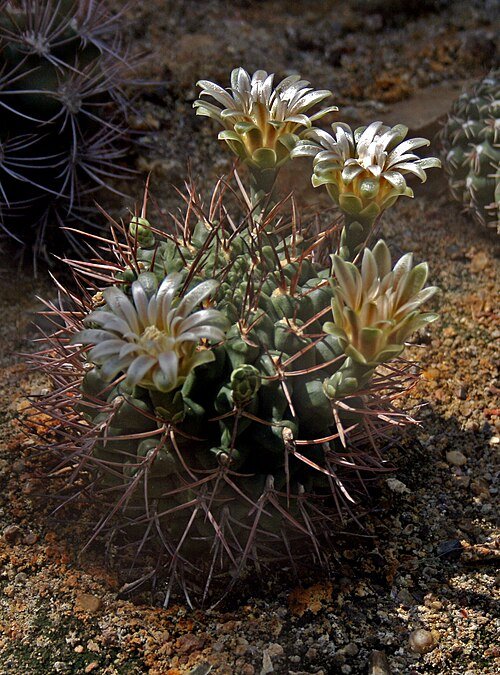 Gymnocalycium bodenbenderianum cactus met korte stekels en roze bloemknop.