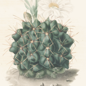 Gymnocalycium gibbosum cactus met groene stekels en bloemknoppen.