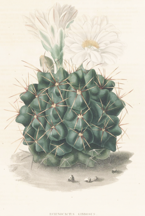 Gymnocalycium gibbosum cactus met groene stekels en bloemknoppen.