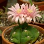 Gymnocalycium horstii cactus met roze bloem in witte pot.