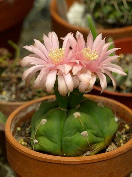 Gymnocalycium horstii cactus met roze bloem in witte pot.
