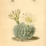 Gymnocalycium leeanum cactus met roze bloemen in bloei.