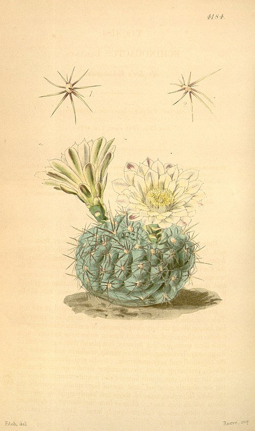 Gymnocalycium leeanum cactus met roze bloemen in bloei.