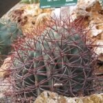 Gymnocalycium mostii cactus met lichtgroene stekels en roze bloem in Jardin des Plantes de Paris.