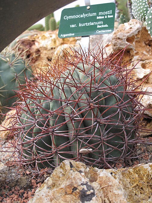 Gymnocalycium mostii cactus met lichtgroene stekels en roze bloem in Jardin des Plantes de Paris.