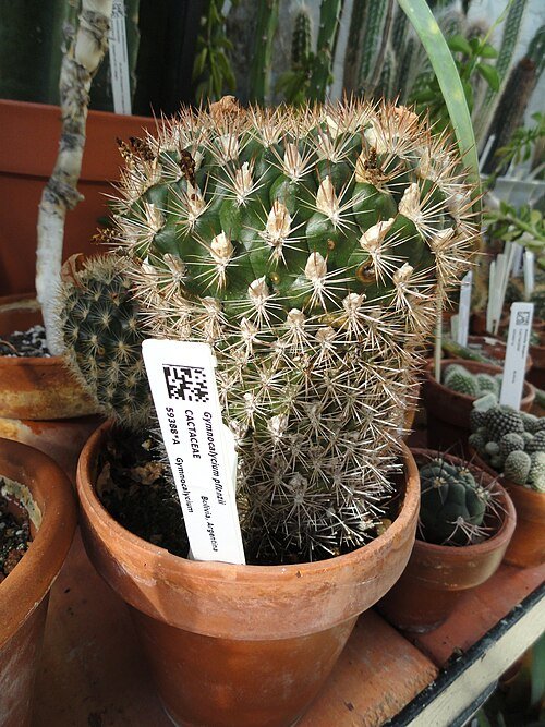 Kleine groene cactus met rode bloem in pot.
